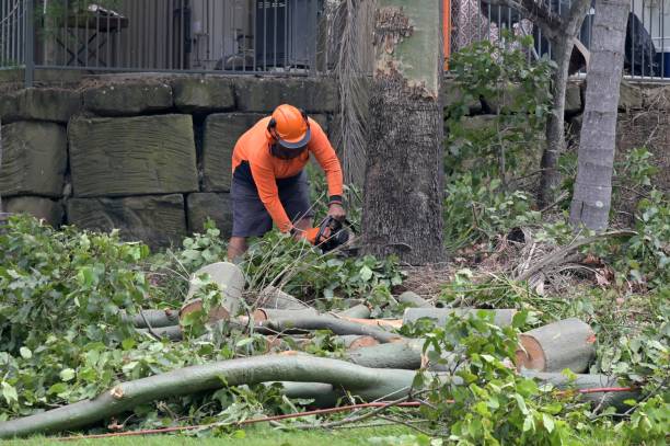 Best Tree Trimming and Pruning  in Poughkeepsie, NY